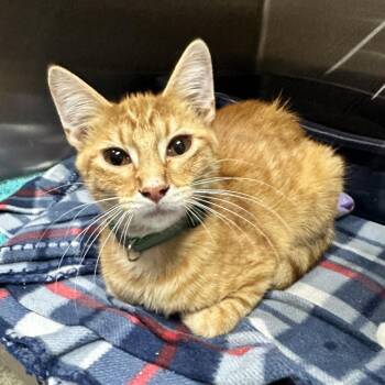 Kookaburra C1 -  Domestic Short Hair Cat for Adoption in Union, Missouri - Kookaburra C1 | PetCurious