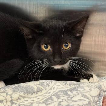 Chicken -  Domestic Short Hair Cat for Adoption in East Hanover, New Jersey - Chicken | PetCurious