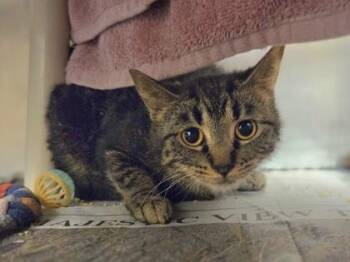Agate -  Domestic Short Hair Cat for Adoption in Westland, Michigan - Agate | PetCurious
