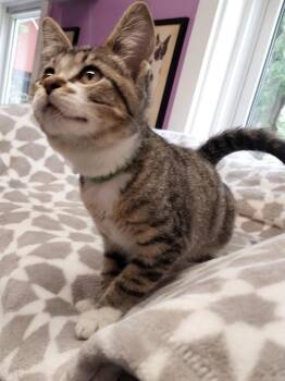 Rey * IN FOSTER * -  Domestic Short Hair Cat for Adoption in South Bend, Indiana - Rey * IN FOSTER * | PetCurious