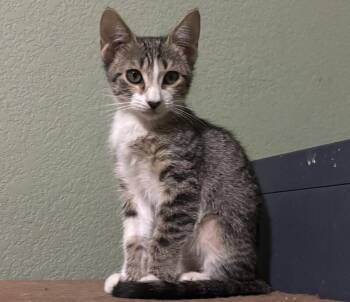 Xanadu -  Domestic Short Hair Cat for Adoption in Fort Collins, Colorado - Xanadu | PetCurious