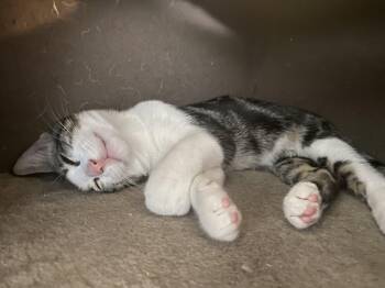 Jack 2 -  Domestic Short Hair Cat for Adoption in Burnaby, British Columbia - Jack 2 | PetCurious