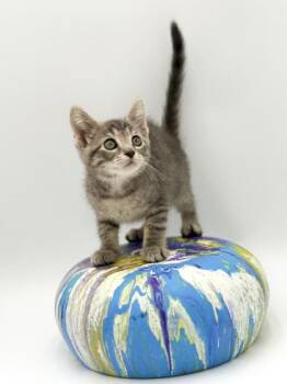 Hazel -  Domestic Short Hair Cat for Adoption in Bowling Green, Kentucky - Hazel | PetCurious