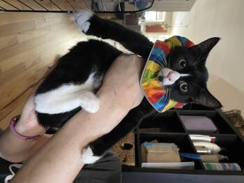 Rescue Domestic Short Hair and Tuxedo Cats for Adoption in Baltimore, Maryland - Theia (and Brother Galen) | PetCurious