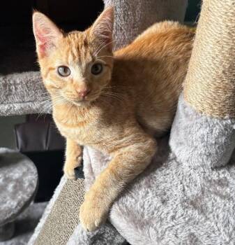 Couscous26 -  Domestic Short Hair Cat for Adoption in Youngsville, North Carolina - Couscous26 | PetCurious