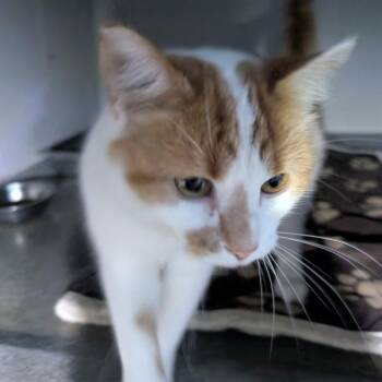 Toula -  Domestic Short Hair Cat for Adoption in Des Moines, Iowa - Toula | PetCurious