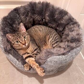 Domestic Short Hair Cats Available for Adoption in Dallas, Texas - Caddy | PetCurious