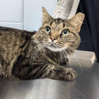 Velma Kelly -  Domestic Medium Hair Cat for Adoption in Indianapolis, Indiana - Velma Kelly | PetCurious