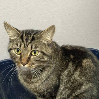 Rescue Domestic Short Hair Cats for Adoption in Indianapolis, Indiana - Salvatore | PetCurious