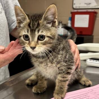 Oats -  Domestic Short Hair Cat for Adoption in Newport, North Carolina - Oats | PetCurious
