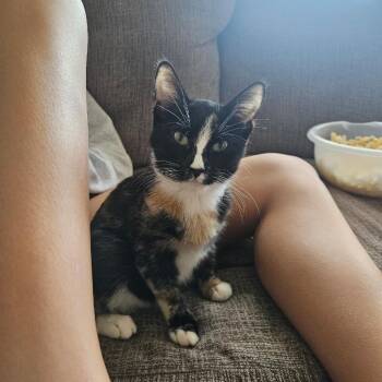 Domestic Short Hair Cats Available for Adoption in Spring Hill, Kansas - AJ | PetCurious