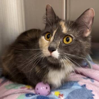 Sky, Cloud, Rain & Sunni -  Domestic Medium Hair Cat Available for Adoption in Clifton, New Jersey - Sky, Cloud, Rain & Sunni | PetCurious