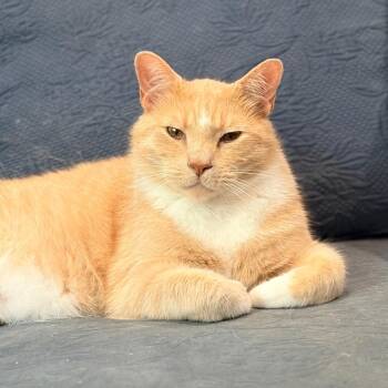 Aslan -  Domestic Short Hair Cat for Adoption in Aldie, Virginia - Aslan | PetCurious