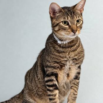 Buddy -  Domestic Short Hair Cat for Adoption in Syosset, New York - Buddy | PetCurious