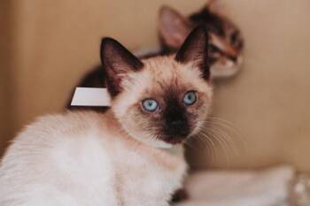00744b Cleopatra- PetSmart James Island -  Siamese and Domestic Short Hair Cat for Adoption in North Charleston, South Carolina - 00744b Cleopatra- PetSmart James Island | PetCurious
