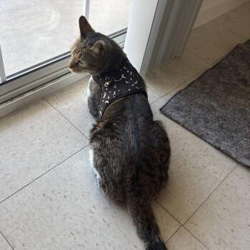 Wall-E -  Domestic Short Hair Cat for Adoption in Las Vegas, Nevada - Wall-E | PetCurious
