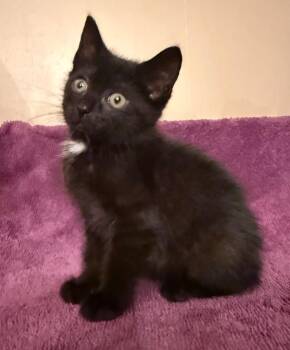 Dale -  Domestic Short Hair Cat for Adoption in Pomona, New York - Dale | PetCurious