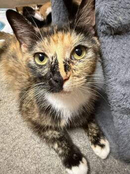 Queenie -  Domestic Short Hair Cat for Adoption in Terrell, Texas - Queenie | PetCurious