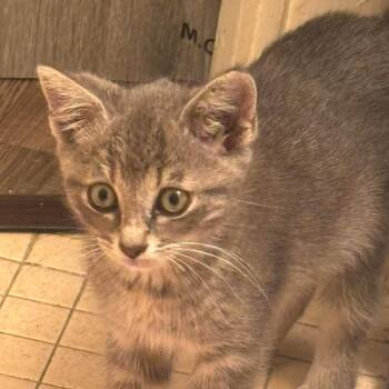 Salty -  Domestic Short Hair Cat for Adoption in Lexington, Kentucky - Salty | PetCurious