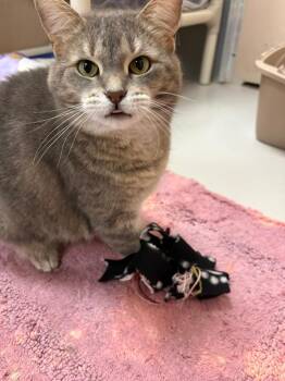 Cinder -  Domestic Short Hair Cat for Adoption in Findlay, Ohio - Cinder | PetCurious