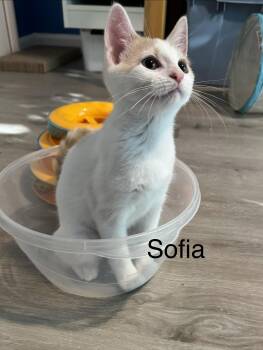 Sofia -  Domestic Short Hair Cat for Adoption in Frederick, Maryland - Sofia | PetCurious