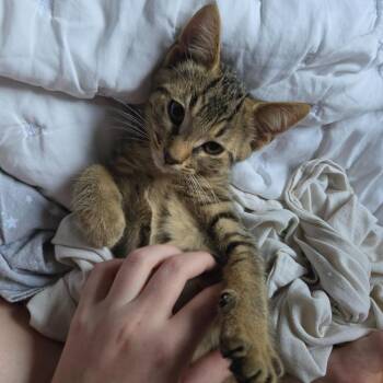 Oliver 3 -  Domestic Short Hair Cat for Adoption in Arthur, Ontario - Oliver 3 | PetCurious