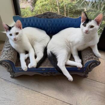 Repete -  Domestic Short Hair Cat for Adoption in Los Angeles, California - Repete | PetCurious
