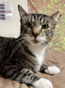 ALBERT -  Domestic Short Hair Cat for Adoption in San Antonio, Texas - ALBERT | PetCurious