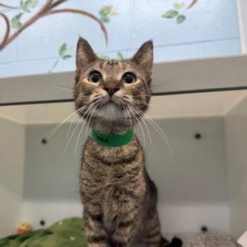 Decevia -  Domestic Short Hair Cat for Adoption in Edwardsville, Illinois - Decevia | PetCurious