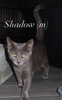 Rescue Domestic Short Hair Cats for Adoption in Herndon, Virginia - Shadow | PetCurious