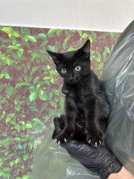 Rescue Domestic Short Hair Cats for Adoption in San Antonio, Texas - Selfie | PetCurious