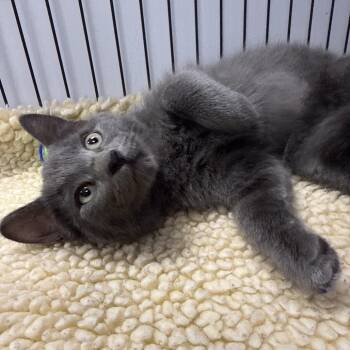 Domestic Short Hair Cats Available for Adoption in Chaska, Minnesota - Boo | PetCurious