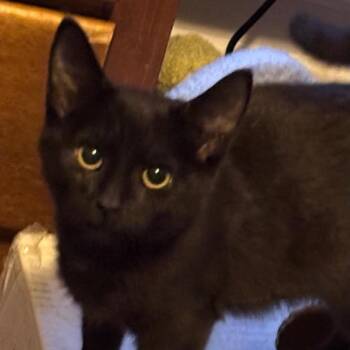 Muffy -  Domestic Short Hair Cat for Adoption in Carmel, Indiana - Muffy | PetCurious