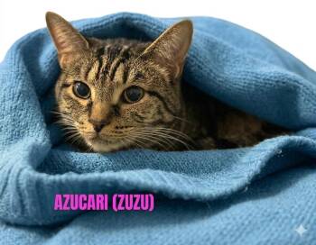 AZUCARI (ZuZu) -  Tabby Cat Available for Adoption in Harrodsburg, Kentucky - AZUCARI (ZuZu) | PetCurious