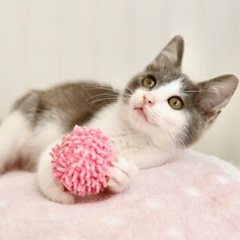 Princess Leia -  Domestic Short Hair Cat for Adoption in Keizer, Oregon - Princess Leia | PetCurious