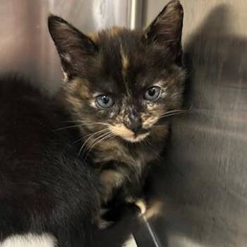 Allie -  Domestic Short Hair Cat for Adoption in Knoxville, Tennessee - Allie | PetCurious