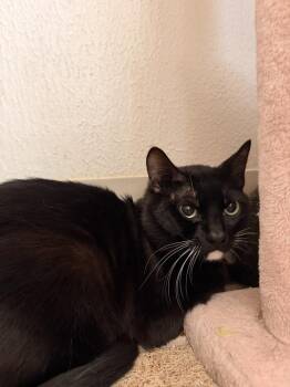 Domestic Short Hair Cats Available for Adoption in Vancouver, Washington - Sir Lancelot | PetCurious