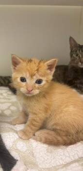 Toulouse -  Domestic Short Hair Cat for Adoption in Greenfield, Indiana - Toulouse | PetCurious