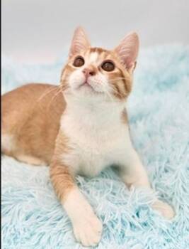 Gloop -  Domestic Short Hair Cat for Adoption in Covington, Louisiana - Gloop | PetCurious