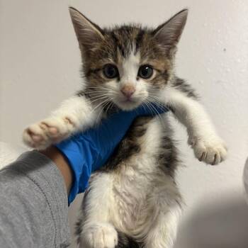 Mango -  Domestic Short Hair Cat for Adoption in Edinburg, Texas - Mango | PetCurious