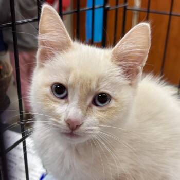 Domestic Short Hair Cats Available for Adoption in Sonora, California - Scarlett | PetCurious