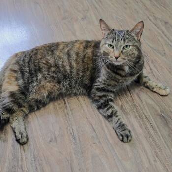 Scout -  Domestic Short Hair Cat for Adoption in Guelph, Ontario - Scout | PetCurious
