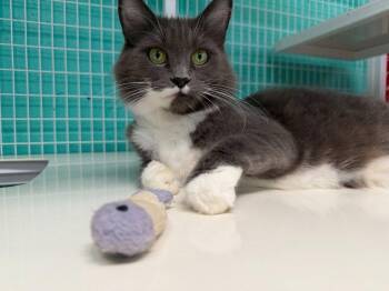 Pearl 26-19 -  Domestic Medium Hair Cat for Adoption in St. Helens, Oregon - Pearl 26-19 | PetCurious