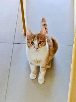 Domestic Short Hair Cats Available for Adoption - Nour, The Ray Of Light | PetCurious