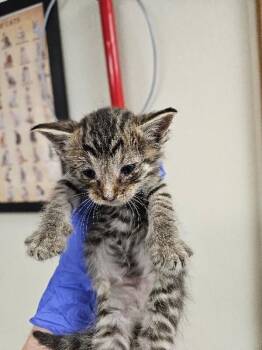 Captain Crunch -  Domestic Short Hair Cat for Adoption in Disputanta, Virginia - Captain Crunch | PetCurious