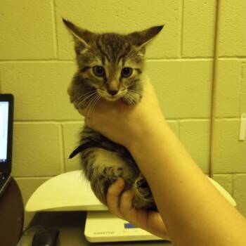Stitch -  Domestic Short Hair Cat for Adoption in Bristol, Indiana - Stitch | PetCurious