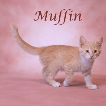 Muffin C26-129 -  Domestic Short Hair Cat for Adoption in Lebanon, Tennessee - Muffin C26-129 | PetCurious