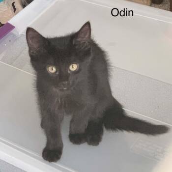 Odin -  Bombay Cat for Adoption in Wyandotte, Michigan - Odin | PetCurious