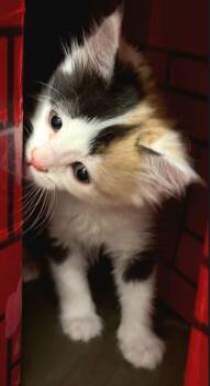 Emily -  Calico and Domestic Short Hair Cat for Adoption in Campbell, California - Emily | PetCurious