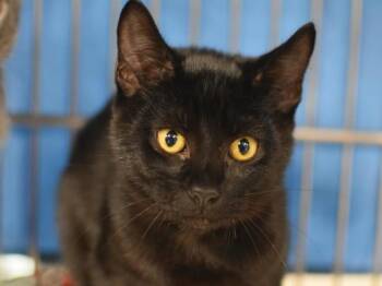 Granola -  Domestic Short Hair Cat for Adoption in Portland, Oregon - Granola | PetCurious